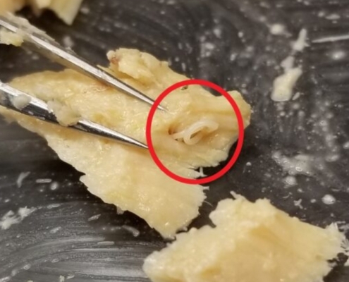 Expired Cans of Salmon From Decades Ago Preserved a Huge Surprise : ScienceAlert