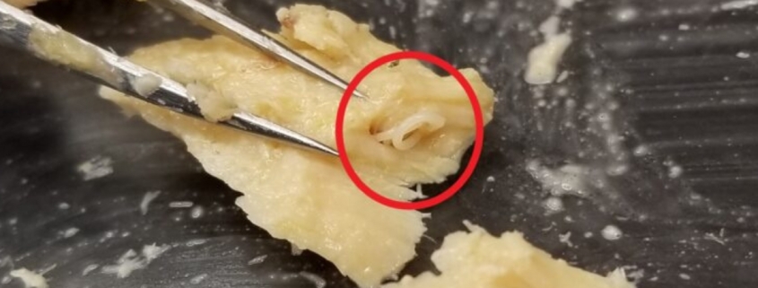 Expired Cans of Salmon From Decades Ago Preserved a Huge Surprise : ScienceAlert