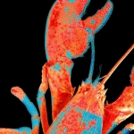 Moltbook, the Social Network for AI Agents, Exposed Real Humans’ Data Moltbook, the Social Network for AI Agents, Exposed Real Humans’ Data