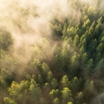 Scientists Warn: Forests Are Losing Their Most Important Trees