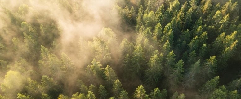 Scientists Warn: Forests Are Losing Their Most Important Trees