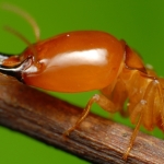 When Termites Became Monogamous, A Surprising Thing Happened to Their Sperm : ScienceAlert