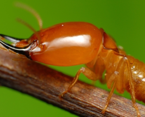 When Termites Became Monogamous, A Surprising Thing Happened to Their Sperm : ScienceAlert