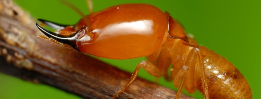 When Termites Became Monogamous, A Surprising Thing Happened to Their Sperm : ScienceAlert