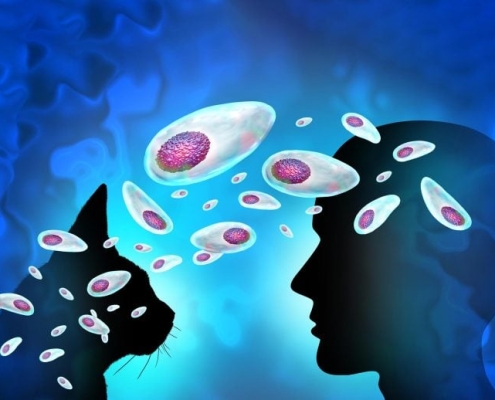 A Parasite Carried by Billions Has a Secret Life Inside the Brain