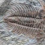 Scientists Find Key Building Block of Life in 500-Million-Year-Old Fossils