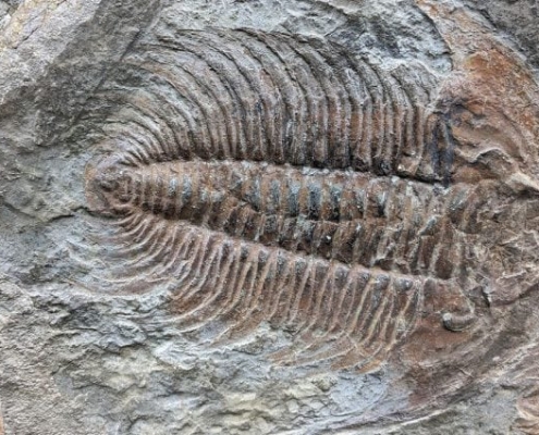 Scientists Find Key Building Block of Life in 500-Million-Year-Old Fossils