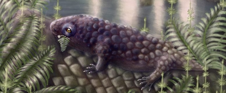 A 307 Million-Year-Old Skull Reveals a Surprising Shift in Early Diets A 307 Million-Year-Old Skull Reveals a Surprising Shift in Early Diets