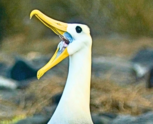 Endangered Galapagos Seabird Makes 3,000-Mile-Detour to California : ScienceAlert