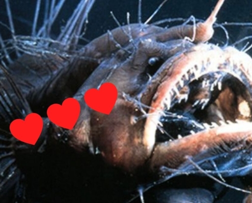 The Weirdest Love Rituals in The Animal Kingdom : ScienceAlert The Weirdest Love Rituals in The Animal Kingdom : ScienceAlert