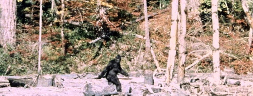 “It ain’t no unicorn”: These researchers have interviewed 130 Bigfoot hunters
