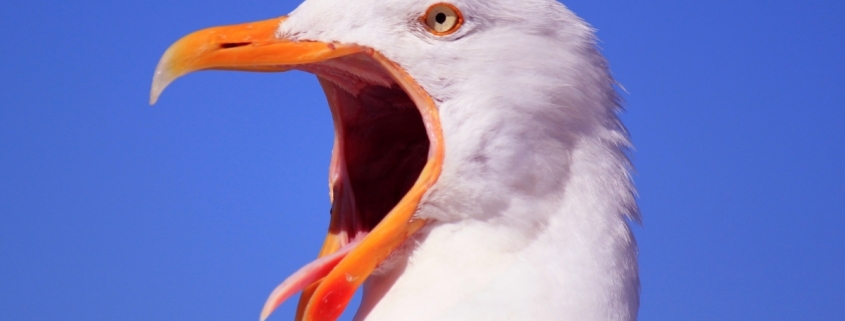 The Secret to One of Peru’s Most Powerful Kingdoms Came Out of Birds : ScienceAlert