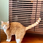 This air purifier is a must for pet parents, and it’s up to off for Presidents’ Day This air purifier is a must for pet parents, and it’s up to off for Presidents’ Day