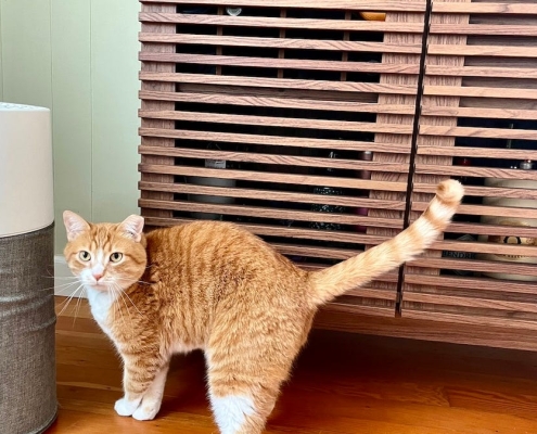 This air purifier is a must for pet parents, and it’s up to  off for Presidents’ Day