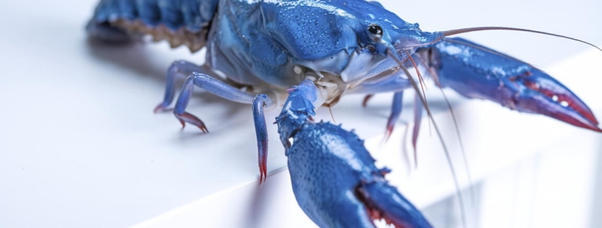 OpenClaw security fears lead Meta, other AI firms to restrict its use OpenClaw security fears lead Meta, other AI firms to restrict its use