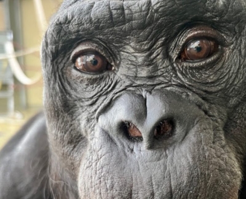 Watch Kanzi the bonobo pretend to have a tea party Watch Kanzi the bonobo pretend to have a tea party