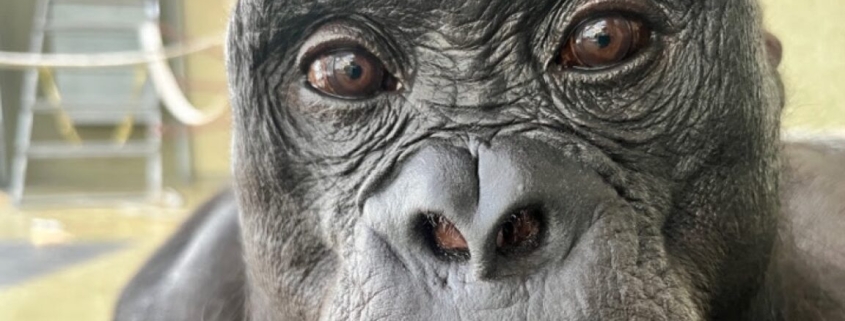 Watch Kanzi the bonobo pretend to have a tea party