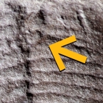 Oldest Fossilized Butthole Found in 290-Million-Year-Old Reptile : ScienceAlert