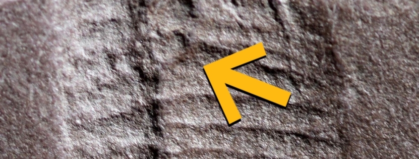 Oldest Fossilized Butthole Found in 290-Million-Year-Old Reptile : ScienceAlert