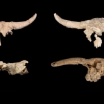 Neanderthals Mysteriously Collected Horned Skulls in a Cave, But Why? : ScienceAlert