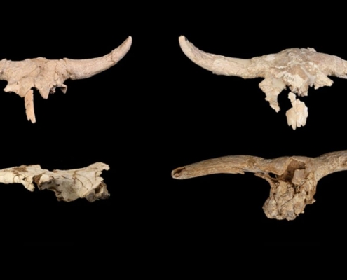 Neanderthals Mysteriously Collected Horned Skulls in a Cave, But Why? : ScienceAlert