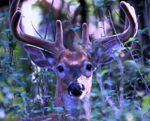 Deer Create Mysterious Ultraviolet Signals That Glow in Forests : ScienceAlert