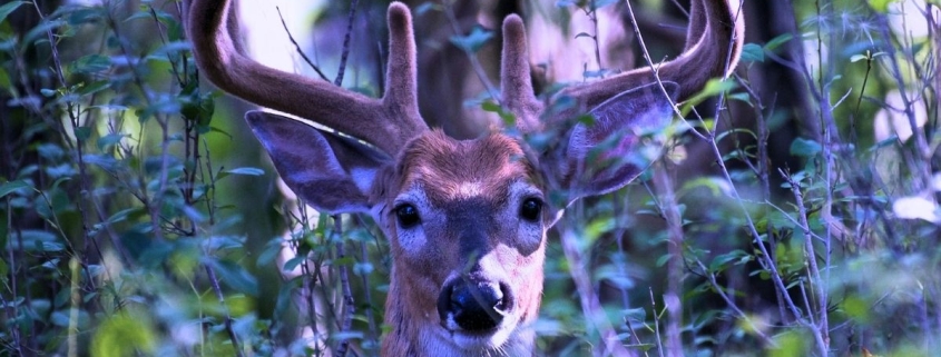 Deer Create Mysterious Ultraviolet Signals That Glow in Forests : ScienceAlert Deer Create Mysterious Ultraviolet Signals That Glow in Forests : ScienceAlert