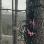 New critique debunks claim that trees can sense a solar eclipse