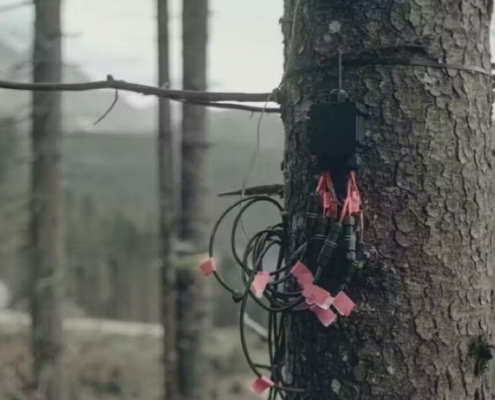 New critique debunks claim that trees can sense a solar eclipse New critique debunks claim that trees can sense a solar eclipse