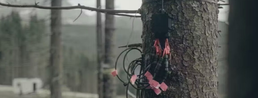 New critique debunks claim that trees can sense a solar eclipse