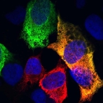 Scientists May Have Found The Key Cellular Process Behind Aging in Animals : ScienceAlert