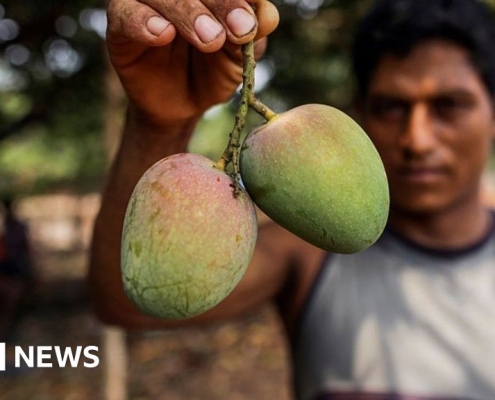 How do you modernise mango farming?