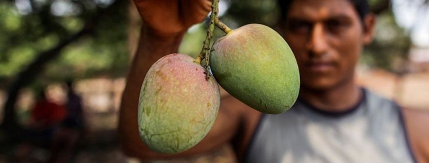 How do you modernise mango farming?