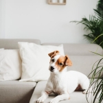 7 Pet-Friendly Houseplants That Are Safe for Cats and Dogs