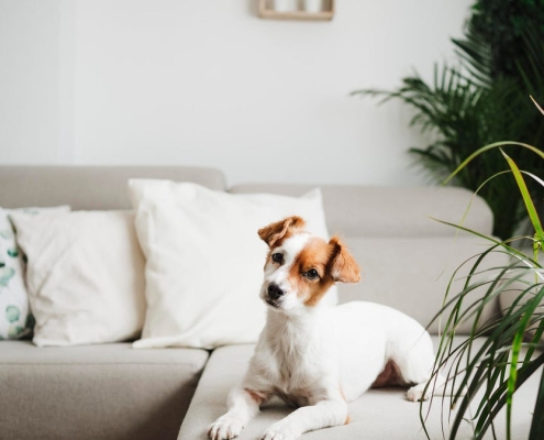 7 Pet-Friendly Houseplants That Are Safe for Cats and Dogs
