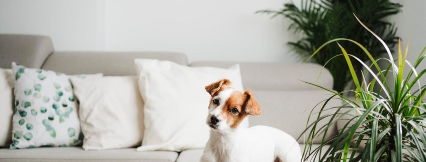 7 Pet-Friendly Houseplants That Are Safe for Cats and Dogs