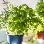 Pretty and Practical: 7 Plants That Keep Bugs Out of the House