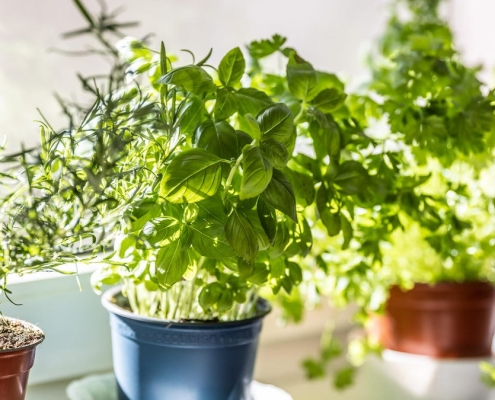 Pretty and Practical: 7 Plants That Keep Bugs Out of the House