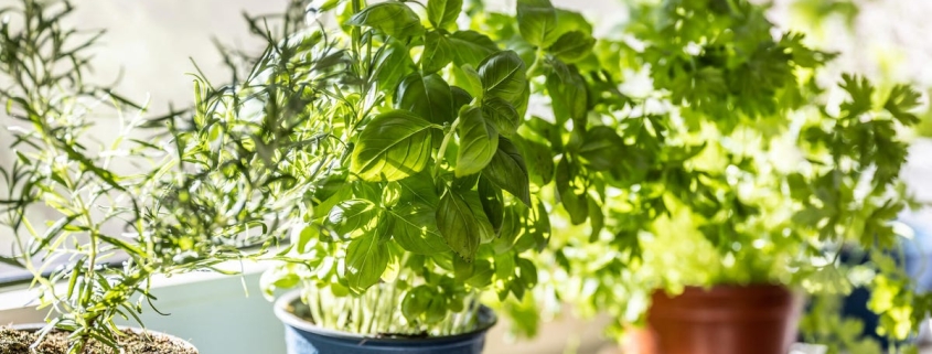 Pretty and Practical: 7 Plants That Keep Bugs Out of the House Pretty and Practical: 7 Plants That Keep Bugs Out of the House