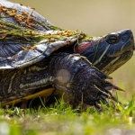 Why my favorite Linux distro is slowing down – and I’m thrilled about it