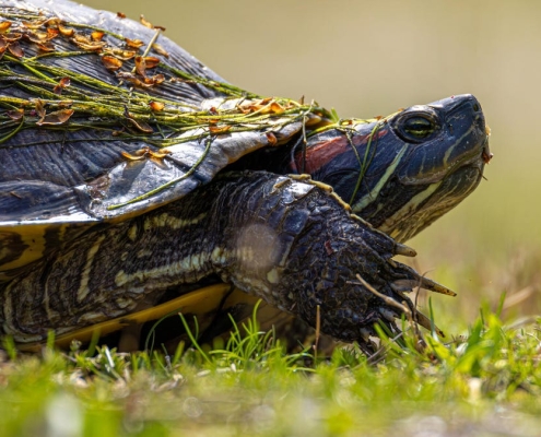 Why my favorite Linux distro is slowing down – and I’m thrilled about it Why my favorite Linux distro is slowing down – and I’m thrilled about it