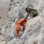 Punch the monkey AI videos are going viral: How to spot them