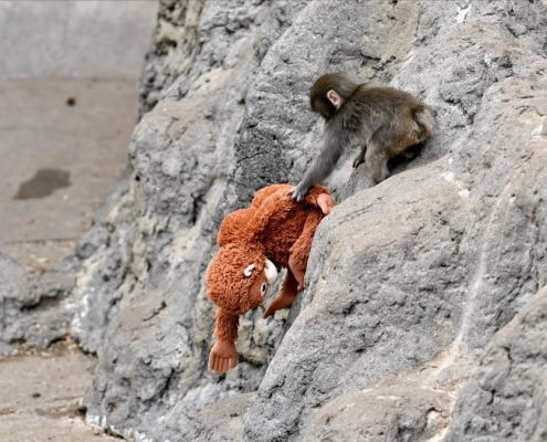 Punch the monkey AI videos are going viral: How to spot them