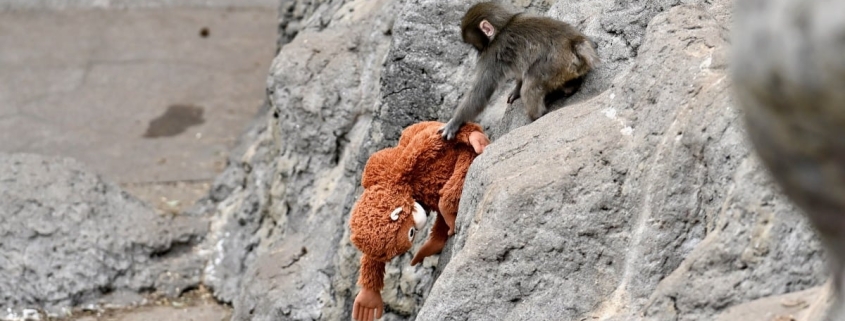 Punch the monkey AI videos are going viral: How to spot them Punch the monkey AI videos are going viral: How to spot them