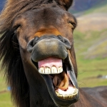 The Horse’s Whinny Is a Unique Mix of Two Sounds, Study Finds : ScienceAlert The Horse’s Whinny Is a Unique Mix of Two Sounds, Study Finds : ScienceAlert