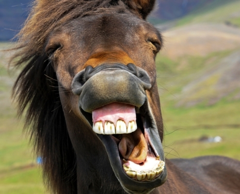 The Horse’s Whinny Is a Unique Mix of Two Sounds, Study Finds : ScienceAlert