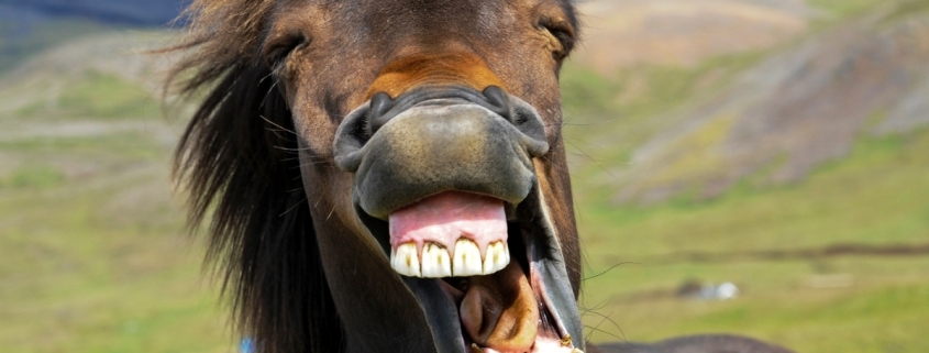 The Horse’s Whinny Is a Unique Mix of Two Sounds, Study Finds : ScienceAlert