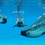 Narwhals become quieter as the Arctic Ocean grows louder