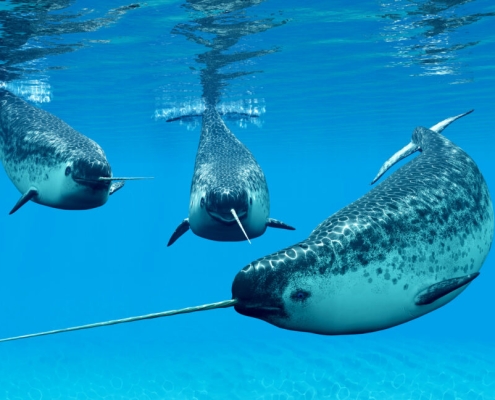 Narwhals become quieter as the Arctic Ocean grows louder