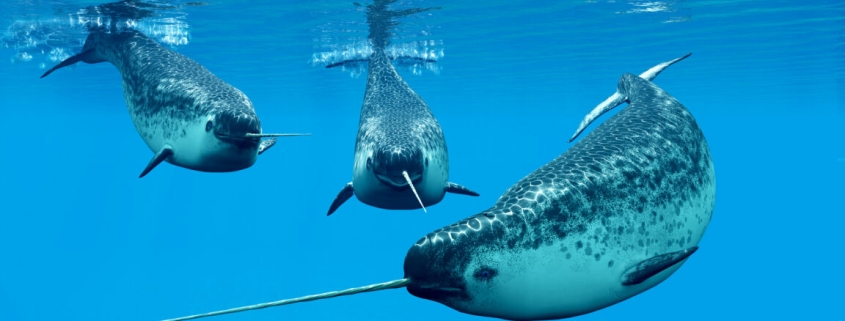 Narwhals become quieter as the Arctic Ocean grows louder